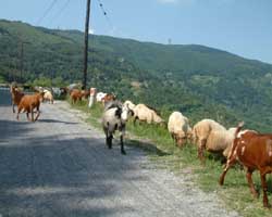 Small flocks of goats and sheep wander around the countryside in Meteora